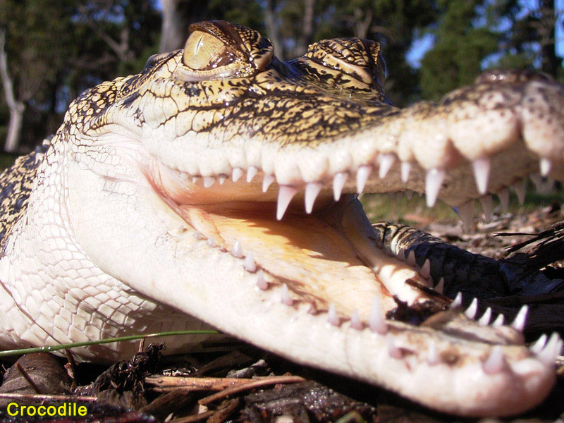 Wildlife Party, Kids Wildlife Party Melbourne, Kids Animal Birthday